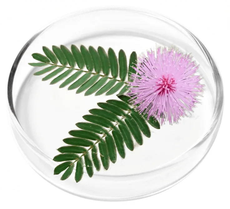 Mimosa Pudica leaves and flower