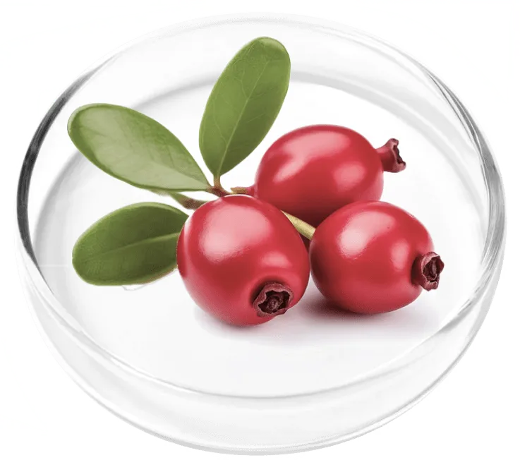 Bearberry fruit and leaves