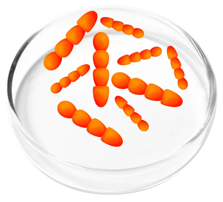 Lactobacillus crispatus bacteria illustration