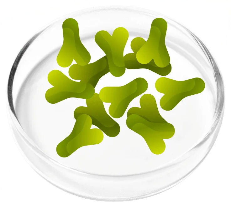Lactobacillus acidophilus bacteria illustration