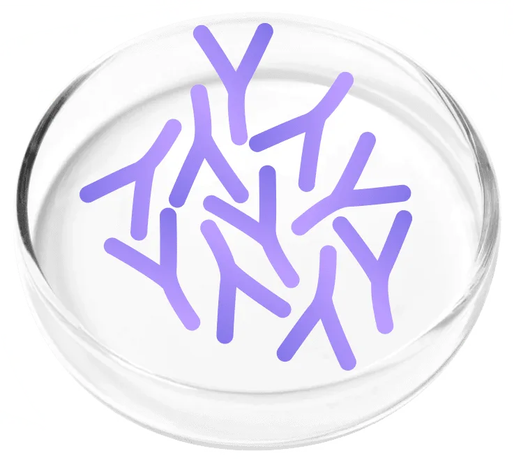 Lactobacillus plantarum bacteria illustration
