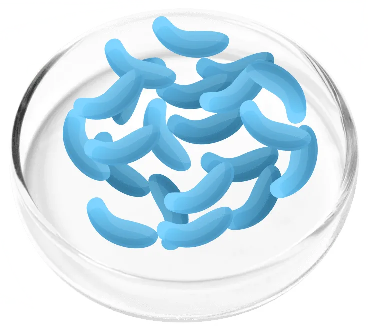 Lactobacillus gasseri bacteria illustration