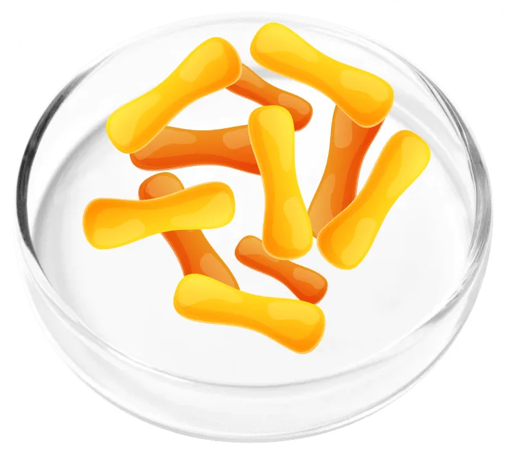 Lactobacillus casei bacteria illustration